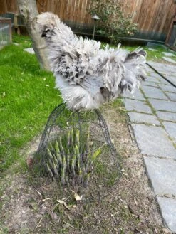 Chicken Wire Cloche -Garden Supplies Sales 8590210 02CUST tif