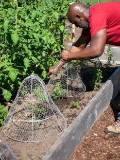 Chicken Wire Cloche With Extension -Garden Supplies Sales 8590210 0442 tif