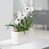 Lechuza® Delta Self-Watering Windowsill Planters -Garden Supplies Sales 8590298 03V tif
