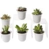 Succulent Terrarium Plant Collection, Set Of 6 -Garden Supplies Sales 8591769 3597 tif