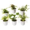 Fern Terrarium Plant Collection, Set Of 6 1 Fern Terrarium Plant Collection, Set Of 6 -Garden Supplies Sales 8591771 3591 tif