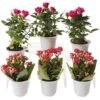 Flowering Terrarium Plant Collection, Set Of 6 -Garden Supplies Sales 8591772 3594 tif