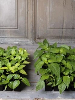 Organic Seed Starting Mix, 6 Quarts -Garden Supplies Sales 8592212 002E tif 1