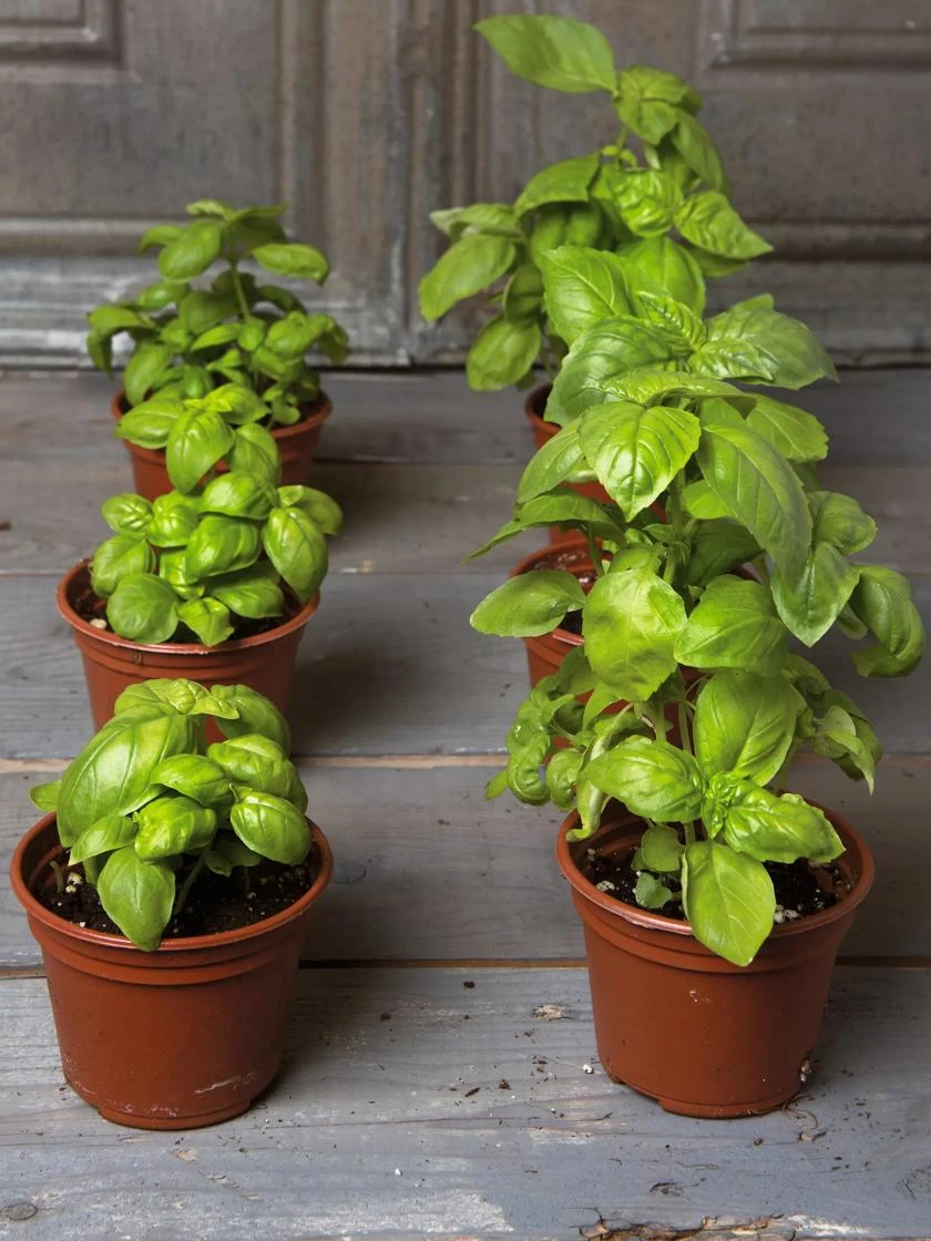 Self-Watering Potting Mix, 20 Qts. 4 Self-Watering Potting Mix, 20 Qts. - Image 2