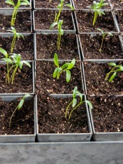 Seed Starting Mix, 9 Qts. -Garden Supplies Sales 8592212 6177