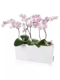 Lechuza® Delta Self-Watering Windowsill Planters 11 Lechuza® Delta Self-Watering Windowsill Planters -Garden Supplies Sales 8592361 02V tif