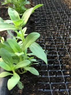 Cat Scat Mat -Garden Supplies Sales 8592448 03CUST tif