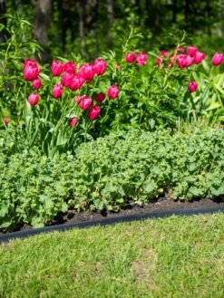 EasyFlex™ No Dig Edging, 50' -Garden Supplies Sales 8592452 0084 tif