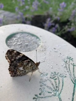 Butterfly Puddling Stone 10 Butterfly Puddling Stone -Garden Supplies Sales 8593293 01IN tif