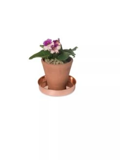 Extra Small Round Copper Plant Tray, 8" -Garden Supplies Sales 8593528 2922 tif