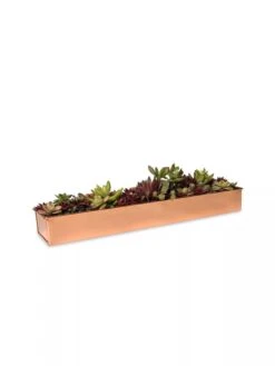 Rectangular Copper Plant Tray, 18"x4" 8 Rectangular Copper Plant Tray, 18"x4" -Garden Supplies Sales 8593532 2892 tif