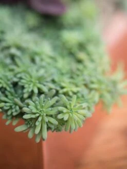 Tall Rectangular Copper Plant Tray, 18" X 5" X 4" -Garden Supplies Sales 8593534 4601 tif