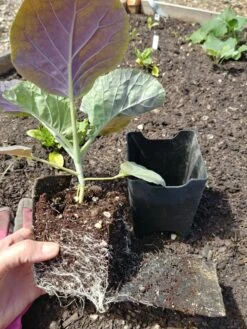 Pop-Out Pots, Set Of 4 -Garden Supplies Sales 8593943 1357 tif