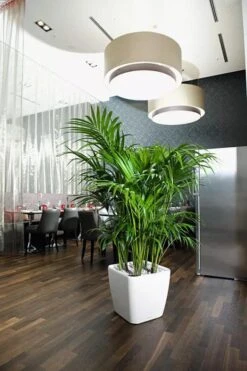 Lechuza® Quadro LS Premium Self-Watering Square Planters -Garden Supplies Sales 8594096 03V tif