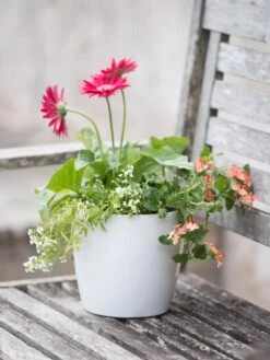 Viva Round Self-Watering Planter, 7" Diameter 10 Viva Round Self-Watering Planter, 7" Diameter -Garden Supplies Sales 8595222 1139 tif