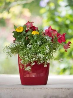 Viva Square Self-Watering Planter, 7" Diameter -Garden Supplies Sales 8595223 1111 tif