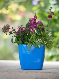 Viva Square Self-Watering Planter, 7" Diameter -Garden Supplies Sales 8595223 1113 tif