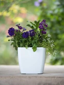 Viva Square Self-Watering Planter, 7" Diameter -Garden Supplies Sales 8595223 1118 tif