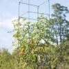 Mammoth Tomato Towers, Set Of 2 -Garden Supplies Sales 8595740 4437 tif