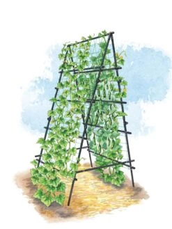 Titan A-Frame Trellis -Garden Supplies Sales 8595755 TitanAFrame art tif