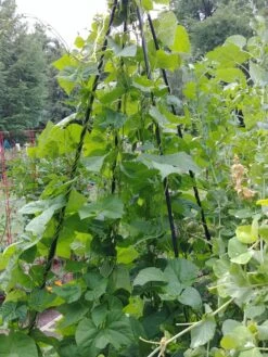 Titan Teepee Trellis 11 Titan Teepee Trellis -Garden Supplies Sales 8595757 01EMP tif