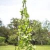 Titan Teepee Trellis -Garden Supplies Sales 8595757 1206 titan teepee cucumber peas beans tif