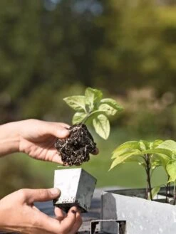 Galvanized Seed Starting Tray 9 Galvanized Seed Starting Tray -Garden Supplies Sales 8595893 4378 tif