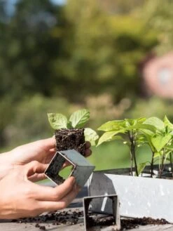 Galvanized Seed Starting Tray 8 Galvanized Seed Starting Tray -Garden Supplies Sales 8595893 4382 tif