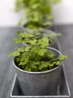 Galvanized Herb Planters With Rectangular Tray 8 Galvanized Herb Planters With Rectangular Tray -Garden Supplies Sales 8595903 advice 1777 tif