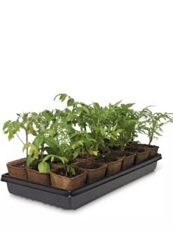 3-1/2” Square Biodegradable Pots & Tray Set 7 3-1/2” Square Biodegradable Pots & Tray Set -Garden Supplies Sales 8595968 3916 tif