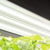 LED SunLite® High Intensity Fixture -Garden Supplies Sales 8596021 3125 tif