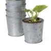 Galvanized Planting Cups, Set Of 5 -Garden Supplies Sales 8596104 9899 tif