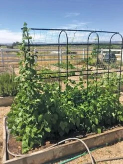 Titan Pea Tunnel 10 Titan Pea Tunnel -Garden Supplies Sales 8596275 01CUST tif