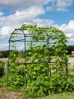 Titan Squash Tunnel 15 Titan Squash Tunnel -Garden Supplies Sales 8596276 0133 tif