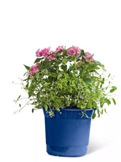 Eezy Gro Self-Watering Planters -Garden Supplies Sales 8596425 103 tif