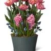 Mother's Day Bloom Bulb Garden 2 Mother's Day Bloom Bulb Garden -Garden Supplies Sales 8597243 MothersDay 2023