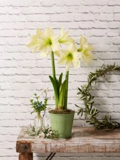 Star Potted Amaryllis -Garden Supplies Sales 8597478 2022 lemonstar lemon star potted amaryllis