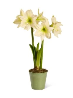 Star Potted Amaryllis -Garden Supplies Sales 8597478 2022 lemonstar silo lemon star potted amaryllis
