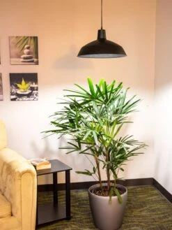 Barnyard Pendant LED Grow Light -Garden Supplies Sales 8598025 0256