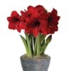 Sweet Delight Bulb Garden -Garden Supplies Sales 8598179 valentines 2022
