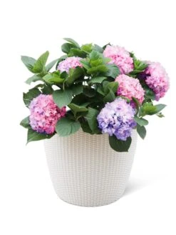 Weave Self-Watering Round Planter, 17" White 7 Weave Self-Watering Round Planter, 17" White -Garden Supplies Sales 8598372 3002 tif