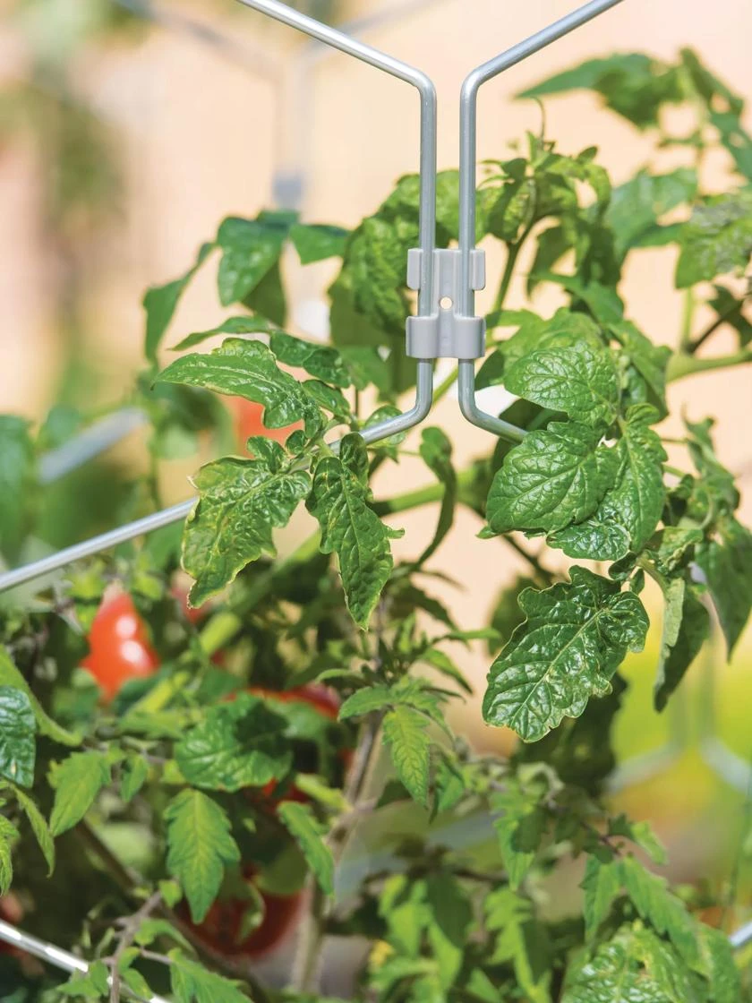 Gardener's Vertex Lifetime Tomato Cage 5 Gardener's Vertex Lifetime Tomato Cage - Image 3