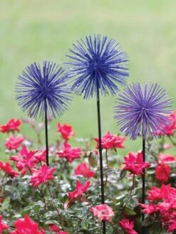 Everbloomin' Alliums, Set Of 3 -Garden Supplies Sales 8598435 1000 tif