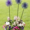 Everbloomin' Alliums, Set Of 3 -Garden Supplies Sales 8598435 9007 tif