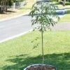 Tree Surround -Garden Supplies Sales 8598445 02V tif