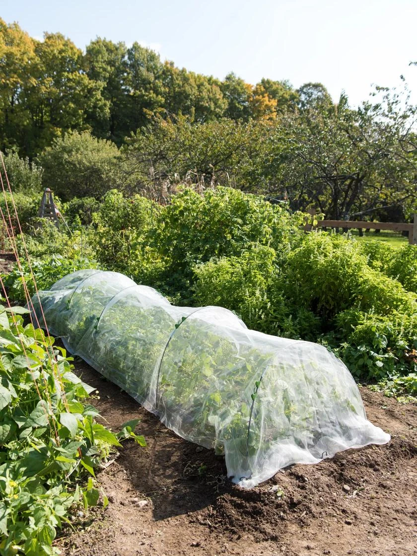 Insect Protection Tunnel in use on vegetable patch