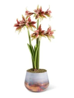Cybister Potted Amaryllis 13 Cybister Potted Amaryllis -Garden Supplies Sales 8598561 mystica 2021 13