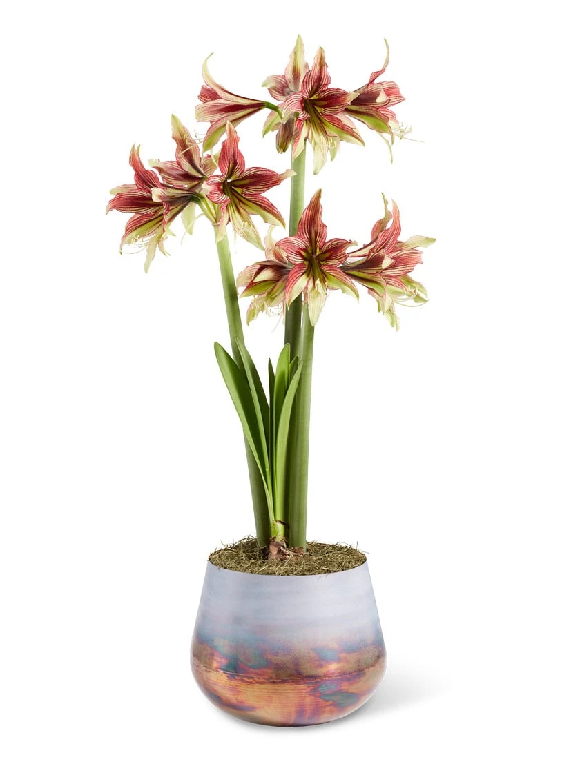 Cybister Potted Amaryllis 7 Cybister Potted Amaryllis - Image 5