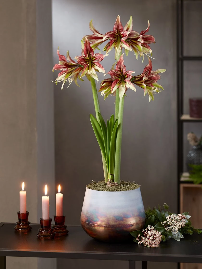 Cybister Potted Amaryllis 6 Cybister Potted Amaryllis - Image 4