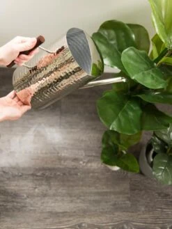 Stainless Steel Watering Can -Garden Supplies Sales 8599057 14322 tif